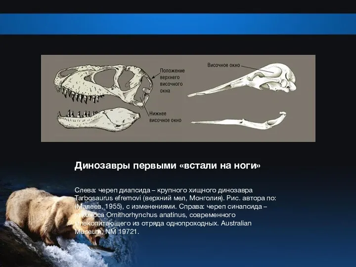 Динозавры первыми «встали на ноги» Слева: череп диапсида – крупного