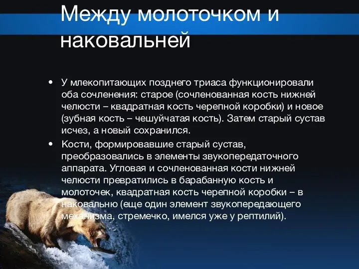 Между молоточком и наковальней У млекопитающих позднего триаса функционировали оба