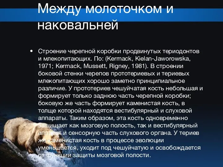 Между молоточком и наковальней Строение черепной коробки продвинутых териодонтов и