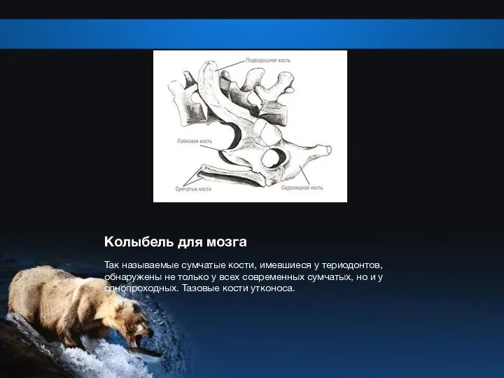 Колыбель для мозга Так называемые сумчатые кости, имевшиеся у териодонтов,