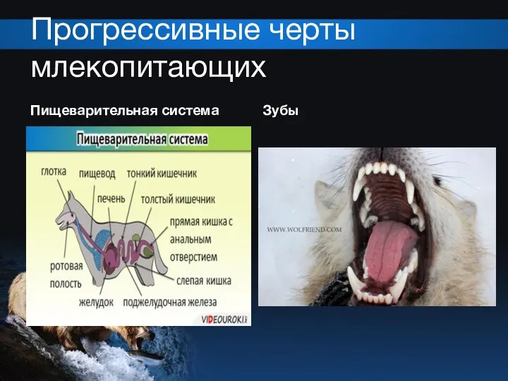 Прогрессивные черты млекопитающих Пищеварительная система Зубы