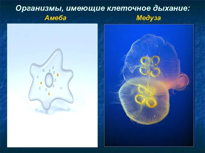 Организмы, имеющие клеточное дыхание: Амеба Медуза