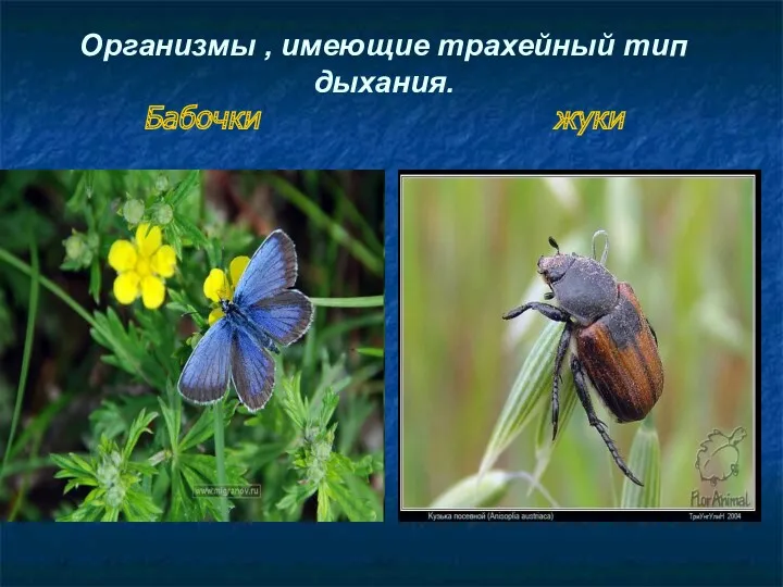 Организмы , имеющие трахейный тип дыхания. Бабочки жуки
