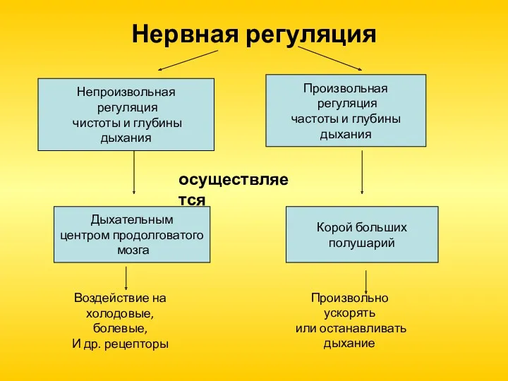 Нервная регуляция Непроизвольная регуляция чистоты и глубины дыхания Произвольная регуляция частоты и глубины