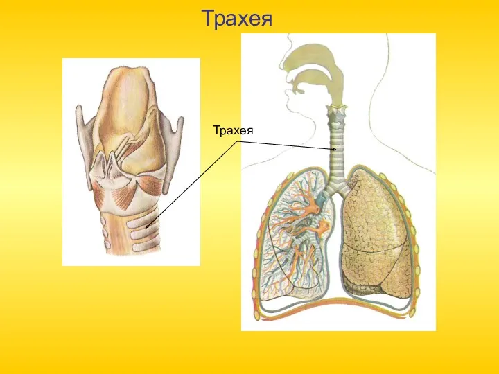 Трахея Трахея