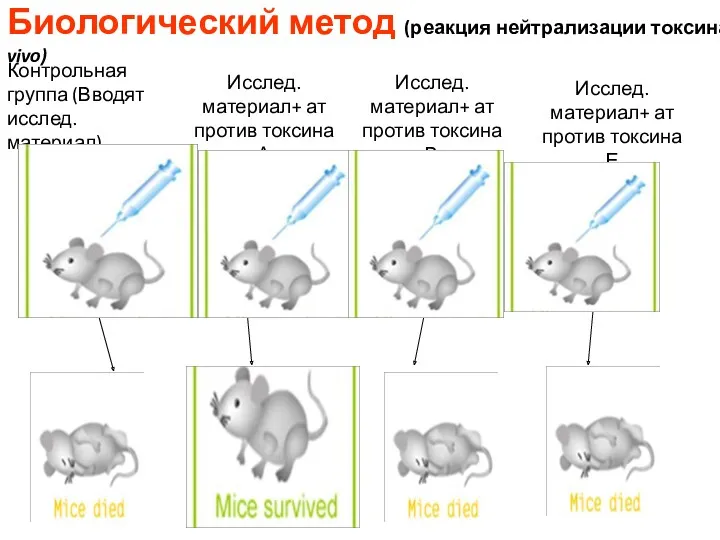 Биологический метод (реакция нейтрализации токсина in vivo) Контрольная группа (Вводят