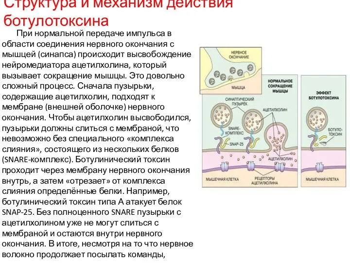 Структура и механизм действия ботулотоксина При нормальной передаче импульса в