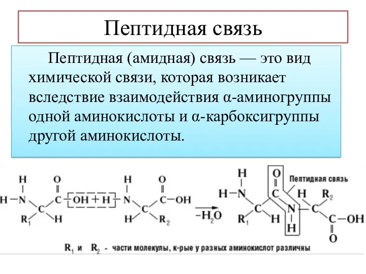 Пептидная (амидная) связь — это вид химической связи, которая возникает