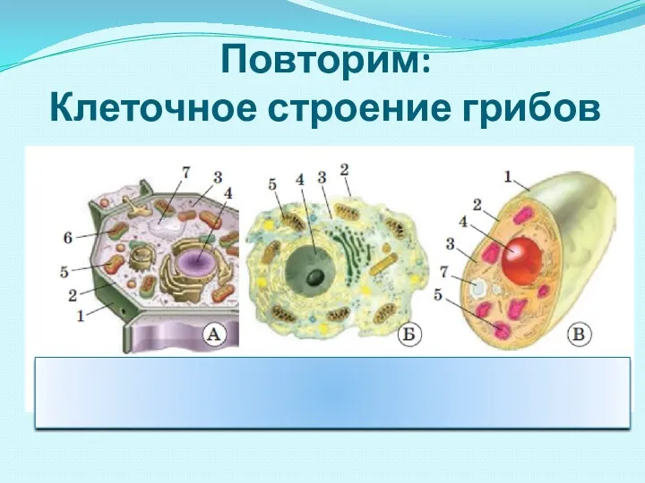 Повторим: Клеточное строение грибов