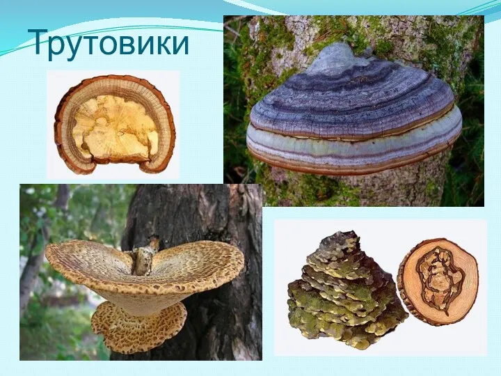 Трутовики