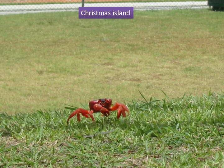 Christmas island