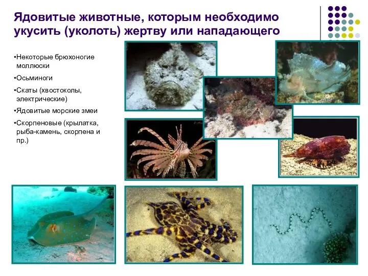 Ядовитые животные, которым необходимо укусить (уколоть) жертву или нападающего Некоторые брюхоногие моллюски Осьминоги