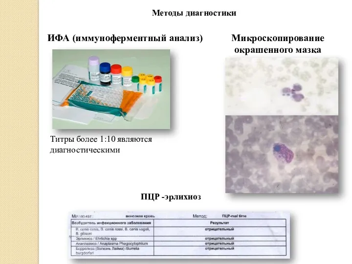 Титры более 1:10 являются диагностическими ИФА (иммуноферментный анализ) Микроскопирование окрашенного мазка ПЦР -эрлихиоз Методы диагностики