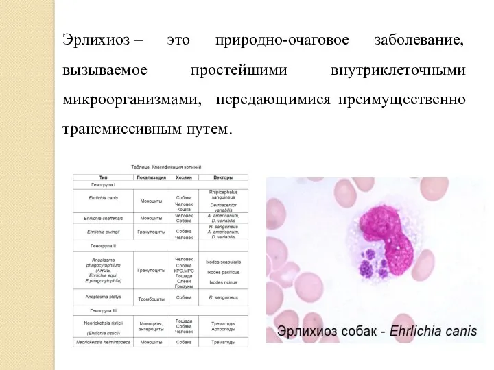 Эрлихиоз – это природно-очаговое заболевание, вызываемое простейшими внутриклеточными микроорганизмами, передающимися преимущественно трансмиссивным путем.