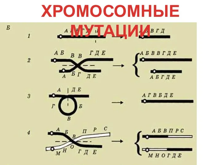 ХРОМОСОМНЫЕ МУТАЦИИ