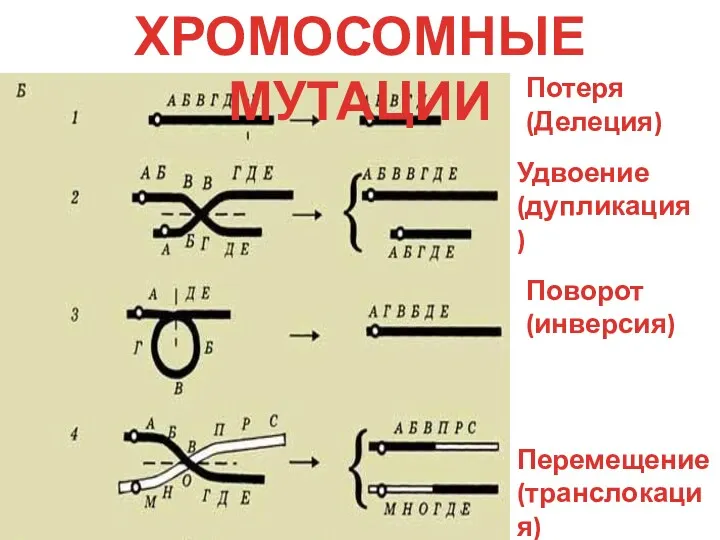 ХРОМОСОМНЫЕ МУТАЦИИ Удвоение (дупликация) Поворот (инверсия) Перемещение (транслокация) Потеря (Делеция)