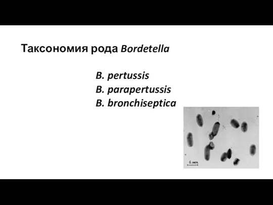 Таксономия рода Bordetella B. pertussis B. parapertussis B. bronchiseptica