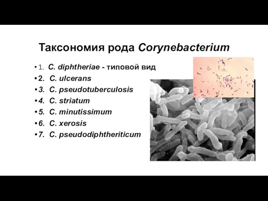 Таксономия рода Corynebacterium 1. C. diphtheriae - типовой вид 2.