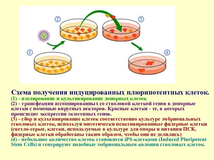 Схема получения индуцированных плюрипотентных клеток. (1) - изолирование и культивирование