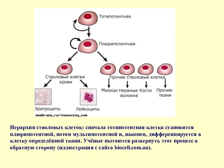 Иерархия стволовых клеток: сначала тотипотентная клетка становится плюрипотентной, потом мультипотентной и, наконец, дифференцируется