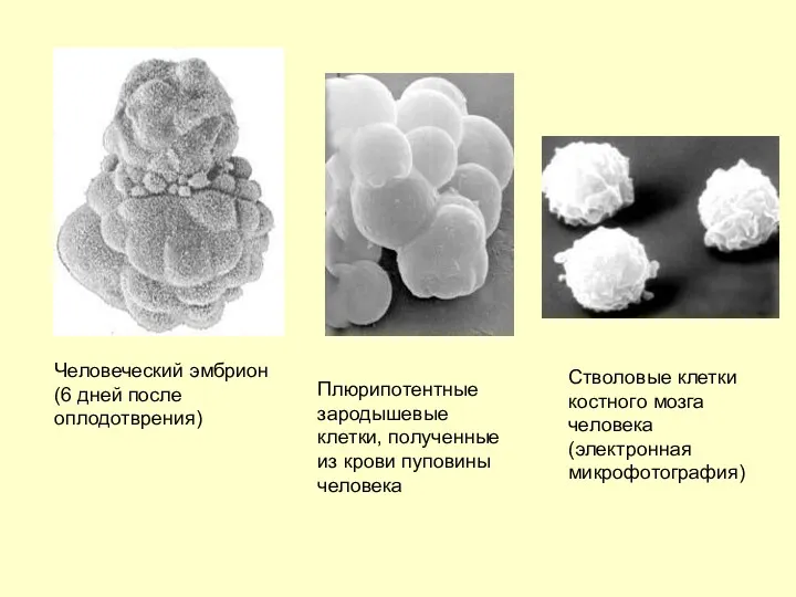 Человеческий эмбрион (6 дней после оплодотврения) Плюрипотентные зародышевые клетки, полученные из крови пуповины