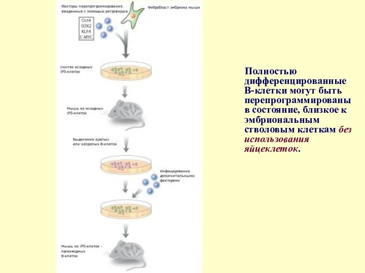 Полностью дифференцированные В-клетки могут быть перепрограммированы в состояние, близкое к эмбриональным стволовым клеткам без использования яйцеклеток.