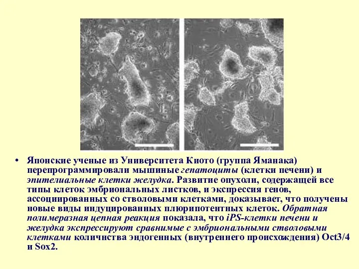 Японские ученые из Университета Киото (группа Яманака) перепрограммировали мышиные гепатоциты