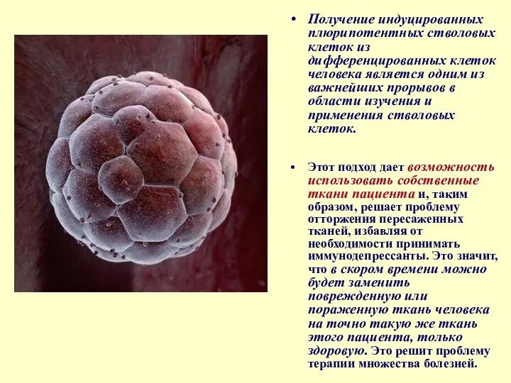 Получение индуцированных плюрипотентных стволовых клеток из дифференцированных клеток человека является