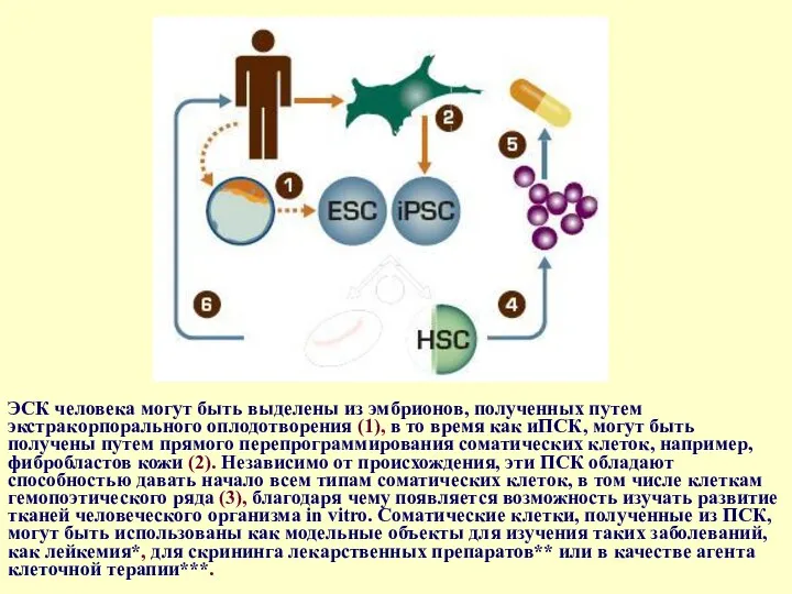 ЭСК человека могут быть выделены из эмбрионов, полученных путем экстракорпорального оплодотворения (1), в