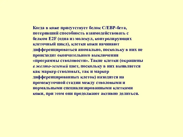 Когда в коже присутствует белок C/EBP-бета, потерявший способность взаимодействовать с