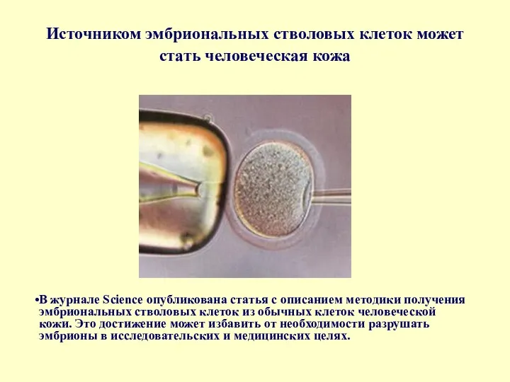 Источником эмбриональных стволовых клеток может стать человеческая кожа В журнале