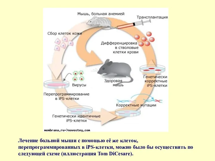 Лечение больной мыши с помощью её же клеток, перепрограммированных в