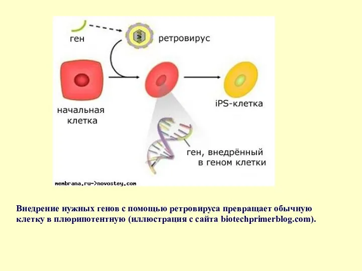 Внедрение нужных генов с помощью ретровируса превращает обычную клетку в плюрипотентную (иллюстрация с сайта biotechprimerblog.com).