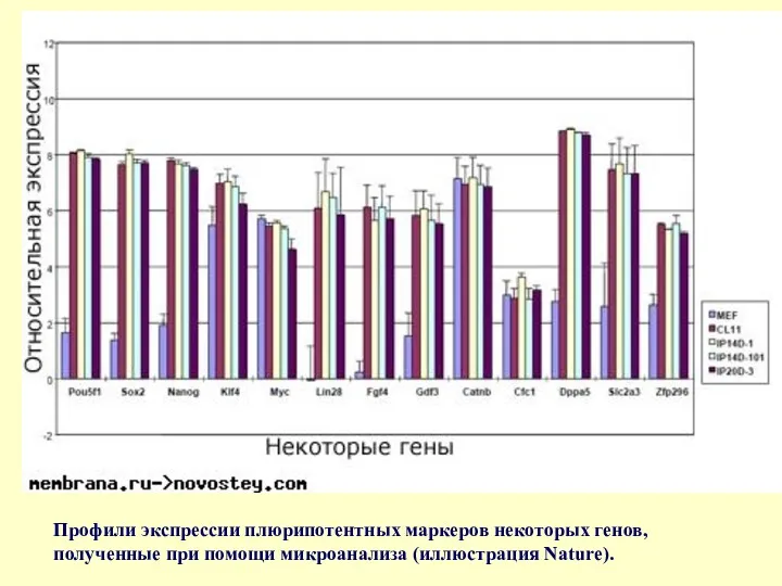 Профили экспрессии плюрипотентных маркеров некоторых генов, полученные при помощи микроанализа (иллюстрация Nature).