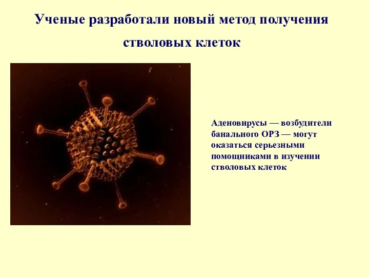 Ученые разработали новый метод получения стволовых клеток Аденовирусы — возбудители