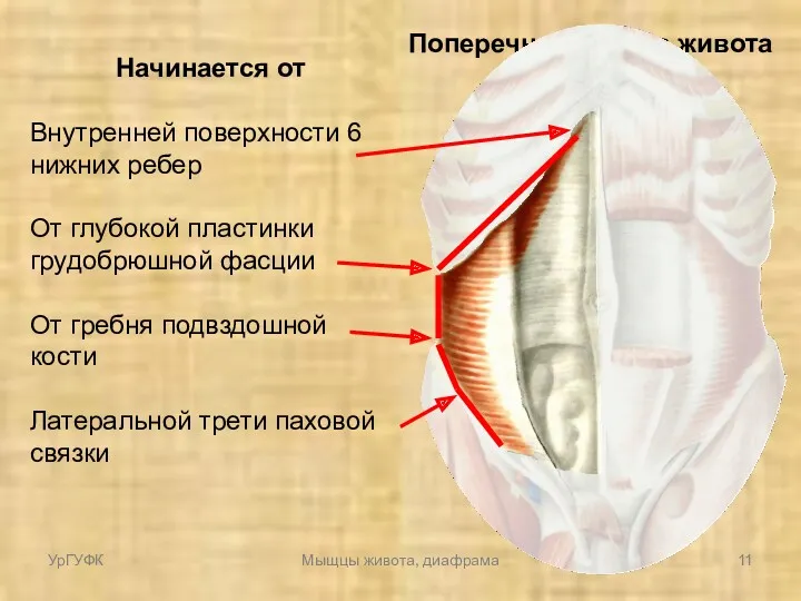 Поперечная мышца живота Начинается от Внутренней поверхности 6 нижних ребер От глубокой пластинки