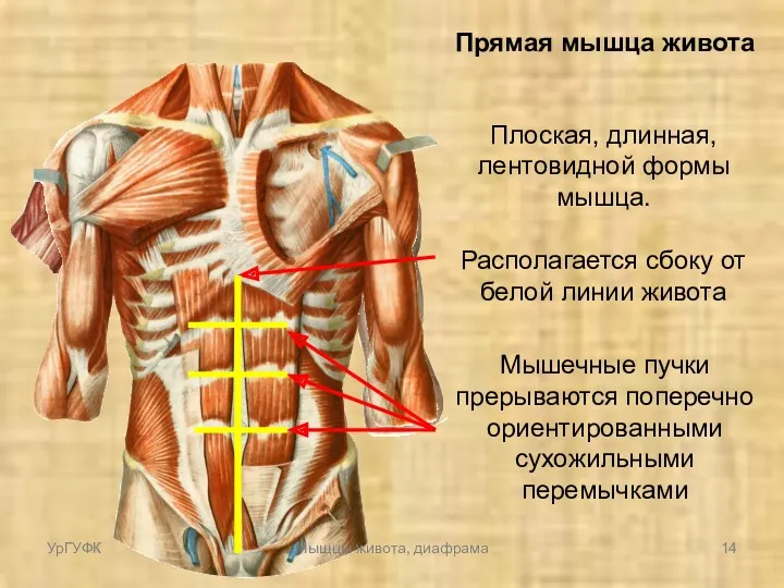 Прямая мышца живота Плоская, длинная, лентовидной формы мышца. Располагается сбоку от белой линии
