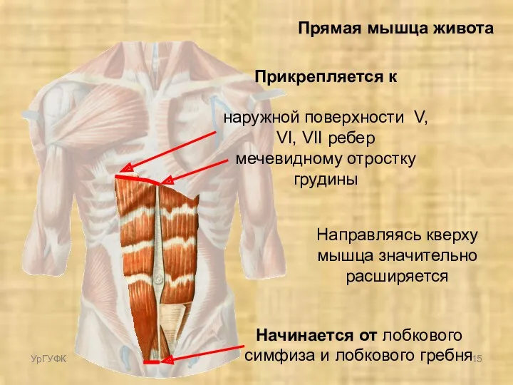 Прямая мышца живота Начинается от лобкового симфиза и лобкового гребня Направляясь кверху мышца
