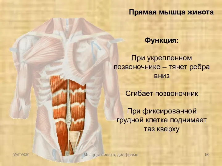 Прямая мышца живота Функция: При укрепленном позвоночнике – тянет ребра вниз Сгибает позвоночник