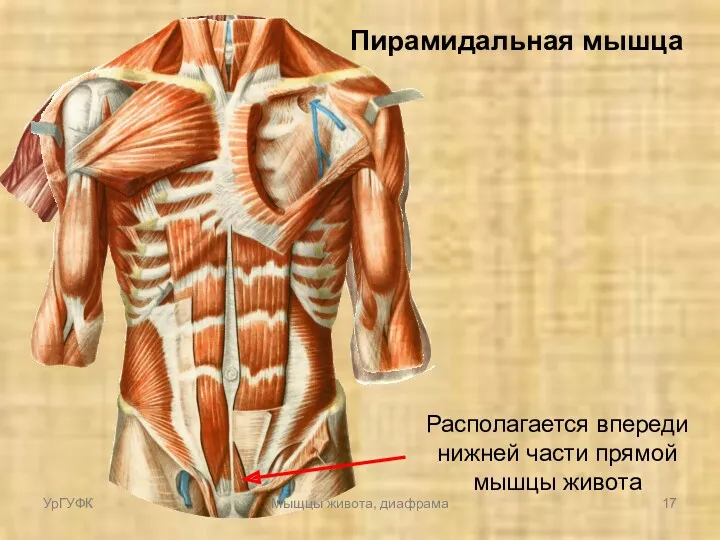 Пирамидальная мышца Располагается впереди нижней части прямой мышцы живота УрГУФК Мыщцы живота, диафрама