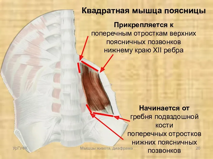 Квадратная мышца поясницы Начинается от гребня подвздошной кости поперечных отростков нижних поясничных позвонков