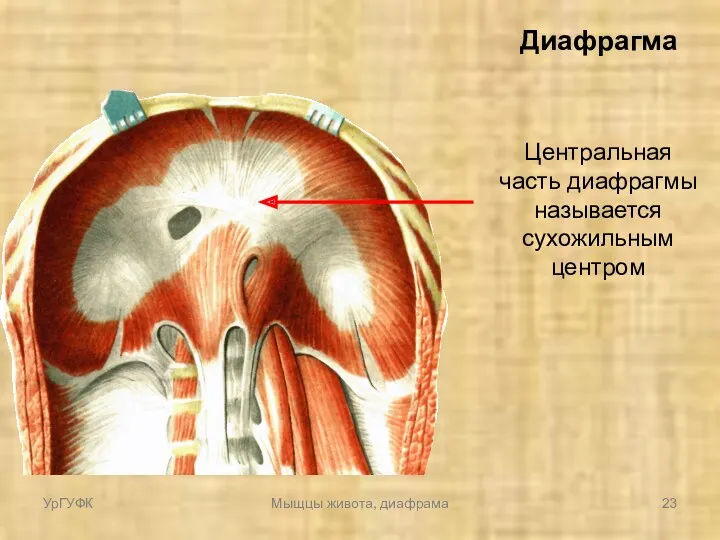 Диафрагма Центральная часть диафрагмы называется сухожильным центром УрГУФК Мыщцы живота, диафрама