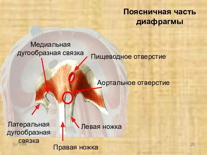 Поясничная часть диафрагмы Правая ножка Левая ножка Медиальная дугообразная связка Латеральная дугообразная связка