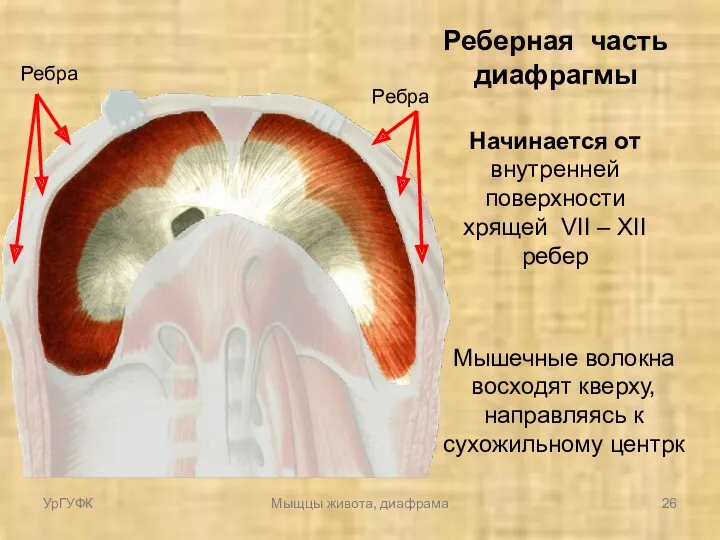 Реберная часть диафрагмы Начинается от внутренней поверхности хрящей VII – XII ребер Мышечные