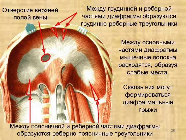 Между грудинной и реберной частями диафрагмы образуются грудинно-реберные треугольники Между