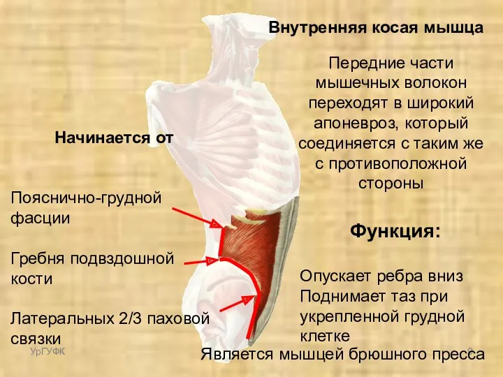 Начинается от Пояснично-грудной фасции Гребня подвздошной кости Латеральных 2/3 паховой связки Внутренняя косая