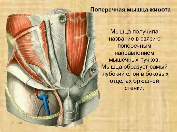 Поперечная мышца живота Мышца получила название в связи с поперечным направлением мышечных пучков.