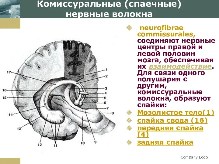 Company Logo Комиссуральные (спаечные) нервные волокна neurofibrae commissurales, соединяют нервные