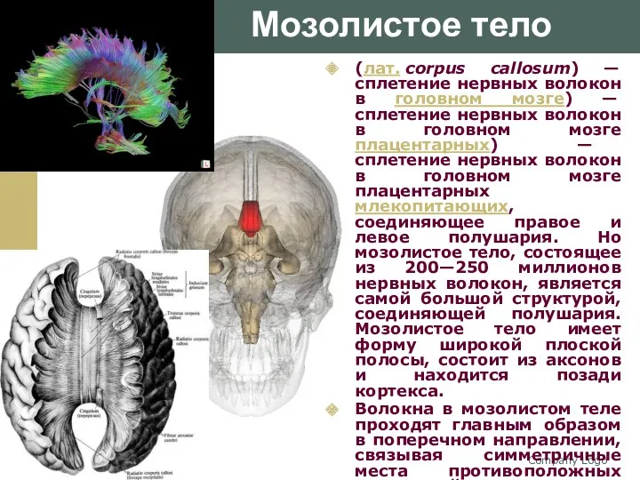 Company Logo (лат. corpus callosum) — сплетение нервных волокон в