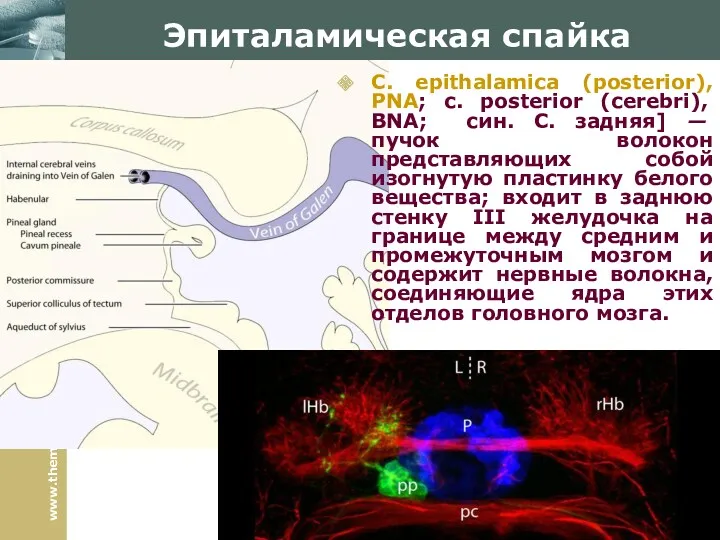 Эпиталамическая спайка С. epithalamica (posterior), PNA; с. posterior (cerebri), BNA;